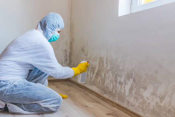 Licensed Mold Remediation service in Ashville, PA - WQB Mold Removal